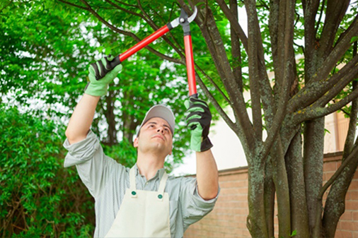 Tree Trimming