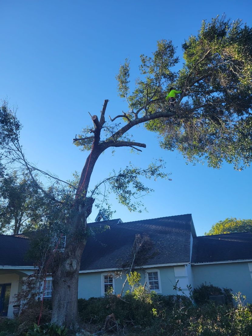 Professional Landscaping Services